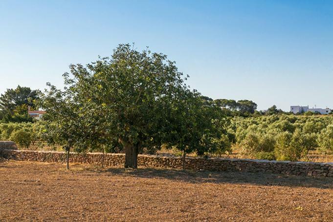 Ca Na Maria Teueta San Ferrán de ses Roques Exterior foto