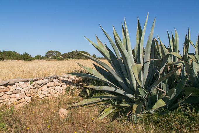 Ca Na Maria Teueta San Ferrán de ses Roques Exterior foto